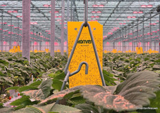 De biologie wordt goed bijgevoerd, en de plaaginsecten ondertussen weggevangen met Horiver-vangplaten van Koppert.