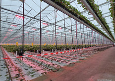 Het was dit jaar al vroeg Kom in de Kas bij Royal Berry in Egchel. Wie de afzetlinten volgde, kwam vanzelf bij de koffie, taart met aardbeien en het springkussen uit.