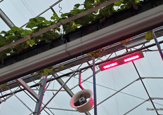 Bij het ombouwen van de kas hoef je niet alles te vernieuwen. De horizontale ventilatoren doen voortaan dienst in de aardbeienteelt.