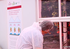 Wie even naar binnen gluurde in de kas, zag het ras Macxize groeien, een grove trostomaat.