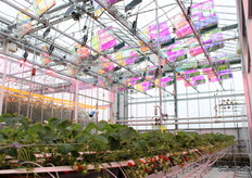 De opstelling met de speciale zonnepanelen van Voltiris is verplaatst ten opzichte van andere jaren. Deze keer groeien er aardbeien onder de panelen.