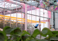 Een camera van Sigrow houdt de bladtemperatuur in de gaten.