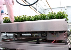 Speciale kweektafels van Logiqs.