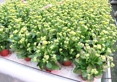 Tussen de planten wordt luchtbeweging gegenereerd.