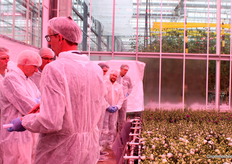 Door naar een nog warmere teelt: Lisianthus. Etmalen van 28 graden Celsius zijn hier niet ongewoon, net als 400 tot in de praktijk soms al wel 600 mmol LED-belichting. Onderzoek is gericht op het beperken van energiegebruik.