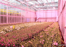 Lisianthus is een grondteelt. De vraag is of dat op termijn ook anders kan.