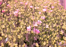 Brandkoppen zijn een probleem in Lisianthus.