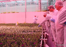 Er staan twee afdelingen Lisianthus naast elkaar. Vergelijken is dus goed mogelijk.