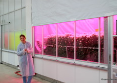 Janneke Grit (WUR) naast een proef in chrysant die aansluit op plannen van teler Koen Kreling die chrysanten op kweektafels wil telen.