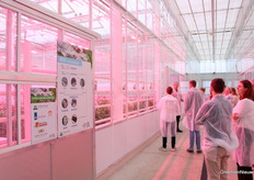 Onderzoek in gerbera, gericht op ontvochtiging met warmteterugwinning.