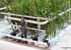 Ook dit is een van de onderzoeksopties, een aangepaste variant van de aardbeienbak alleen dan voor Freesia.