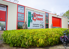 Nog een deelnemer van KIDK 2026 in Asten was Bamboo Giant. Een enorm bijzonder bedrijf - hoeveel telers in Nederland (of in Europa?) telen voer voor panda's?