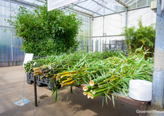 Op deze tafel ligt 40 kilo bamboe, en dat is wat een volwassen panda PER DAG eet! Bamboo Giant levert wekelijks 1000-1200 kilo bambo aan Ouwehands dierenpark in Rhenen.