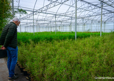 Veel mensen waren verbaasd over het bestaan van niet-woekerende soorten bamboe.