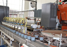 De planten gaan eerst door de blazer om de losse blaadjes er uit te blazen - Een medewerker beoordeelt de planten op rijpheid. De machine zet 4 planten tegelijk in de verpakking.