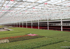 Hier zie je niet alleen de verschillende stadia van de rozen, maar ook een gedeelte techniek. Het hogere gedeelte zijn de rozen die bijna klaar zijn om verpakt te worden