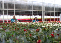 Rozen, rozen en nog eens rozen