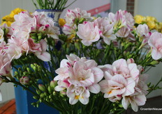 Freesia's in alle kleuren