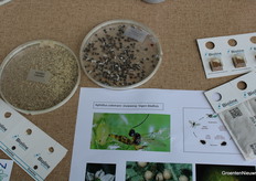 Sluipwespen en bladluizen