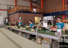 Hier worden de lisianthus bij elkaar gebonden