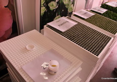 De groeifases met als begin zaad