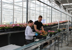 Potten worden in de trays gezet