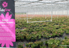 Lewisia Mountain Dreams