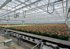 De nieuwste locatie van Harg & Roses werd eind 2024 in gebruik genomen.