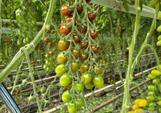 De producten van Kwekerij F.J.J. de Koning worden via Harvest House verkocht aan veel Nederlandse supermarkten, gespecialiseerde natuurvoedingswinkels en er is ook export naar Duitsland, Engeland en Scandinavië.