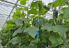 Aan de ene kant van het betonpad blauwe mesjes, en aan de andere kant rode. Een hygiënemaatregel om in geval van virus de schade te beperken.