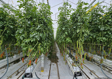 Bryte teelt met behulp van aardwarmte.