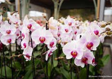 Orchidee van GreenBalanz