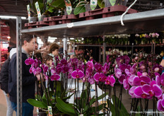 Ook konden orchideeën gekocht worden