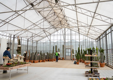 Van mini cactus tot reusachtig