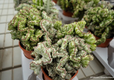 Een van de honderden soorten