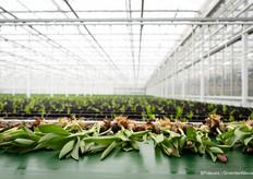 Tulpen van Wesselman Flowers