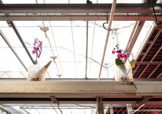 En door naar GreenBalanz waar de orchideeën veel bekijks trokken