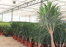 Yucca vertakt.