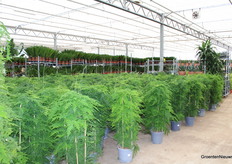 Deze Asparagus in z'n grote potmaat zie je niet veel. Heboplant heeft er genoeg mooie staan.