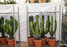 Euphorbia's staan klaar voor vertrek.