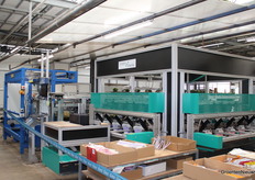 Hier verlaten bijna al weer de kleurrijke planten het bedrijf. Ze worden hier voorzien van een hoes.