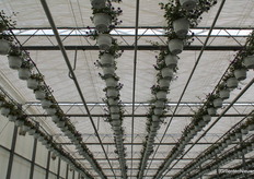 Deze zomerbloeiers hangen strak in de kas. Mooie planten die met dit mooie weer, snel uitgeleverd kunnen worden.