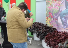 Nog een Begonia maar dan een fraaie blad Begonia.
