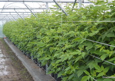 De eerste proeven buiten waren al opgestart.