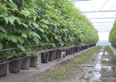 Onder de regenkappen plonsde er bij vlagen flink wat water naar beneden.