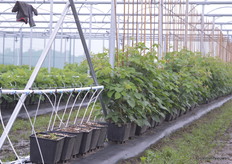 De trui bovenin de foto staat symbool voor de grote hoeveelheid werk die Delphy de laatste tijd stak in het op tijd klaar krijgen van het ISFC voor de officiële opening.
