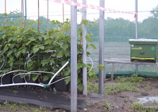 De bijenkasten van Imkerij Coremans waren al volop in bedrijf.