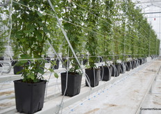 De planten staan hier in potten op goten.