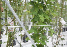 De beestjes waren ook al aanwezig.