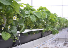 De aardbeien staan in 1-meterbakken van Bato.